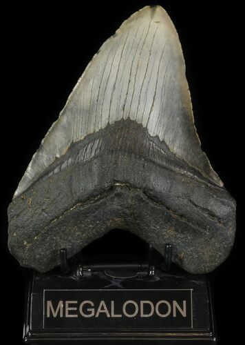 Fossil Megalodon Tooth - Massive Tooth #66135